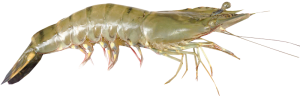 Shrimp PNG-18265